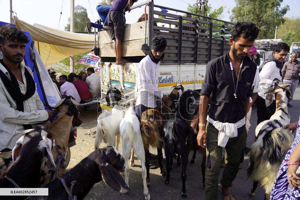 Goat Sellers Before The Muslim Festival Of Eid Al-Adha - India