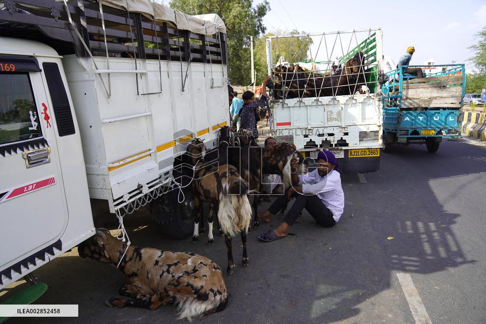 Goat Sellers Before The Muslim Festival Of Eid Al-Adha - India
