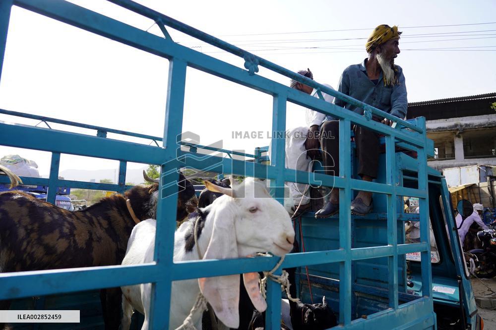 Goat Sellers Before The Muslim Festival Of Eid Al-Adha - India