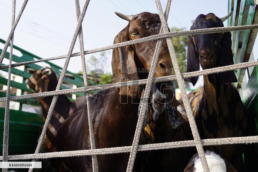 Goat Sellers Before The Muslim Festival Of Eid Al-Adha - India