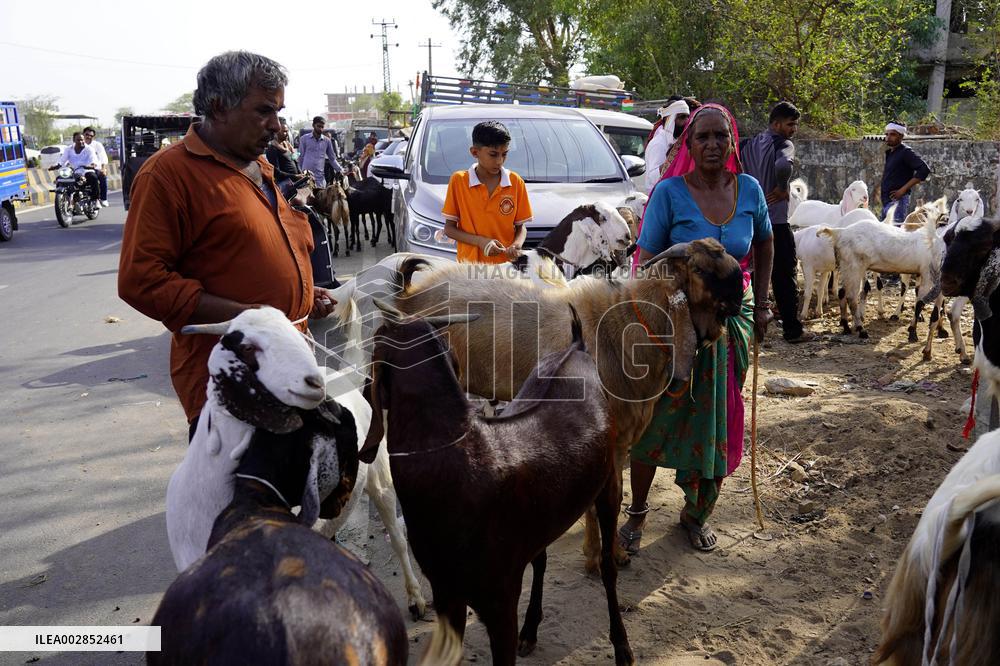 Goat Sellers Before The Muslim Festival Of Eid Al-Adha - India