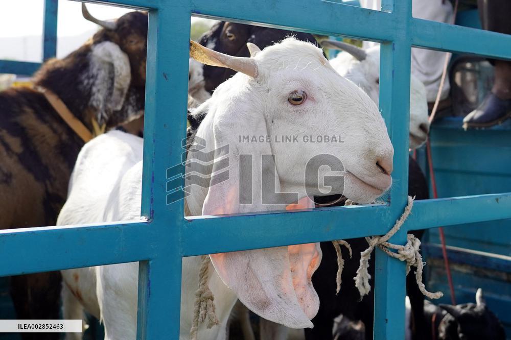 Goat Sellers Before The Muslim Festival Of Eid Al-Adha - India