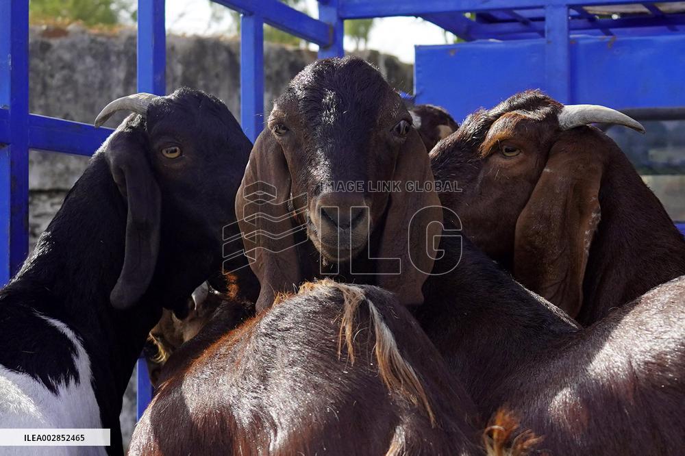 Goat Sellers Before The Muslim Festival Of Eid Al-Adha - India