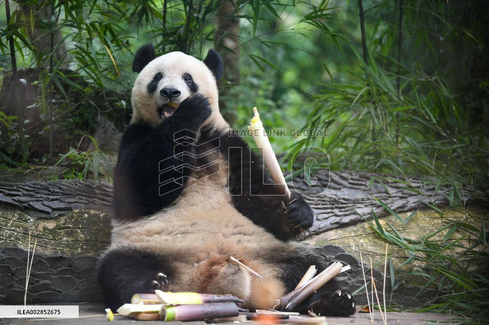 (SichuanMosaics)CHINA-SICHUAN-YA'AN-PANDA XIANG XIANG-7TH BIRTHDAY (CN)