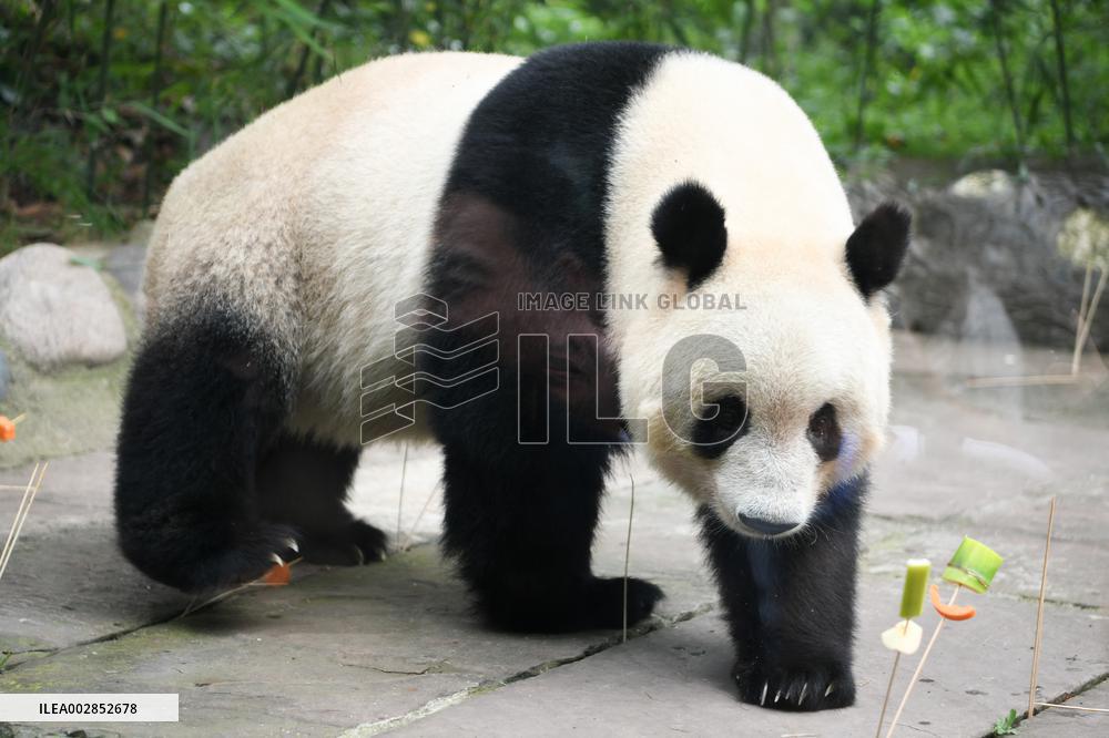 (SichuanMosaics)CHINA-SICHUAN-YA'AN-PANDA XIANG XIANG-7TH BIRTHDAY (CN)