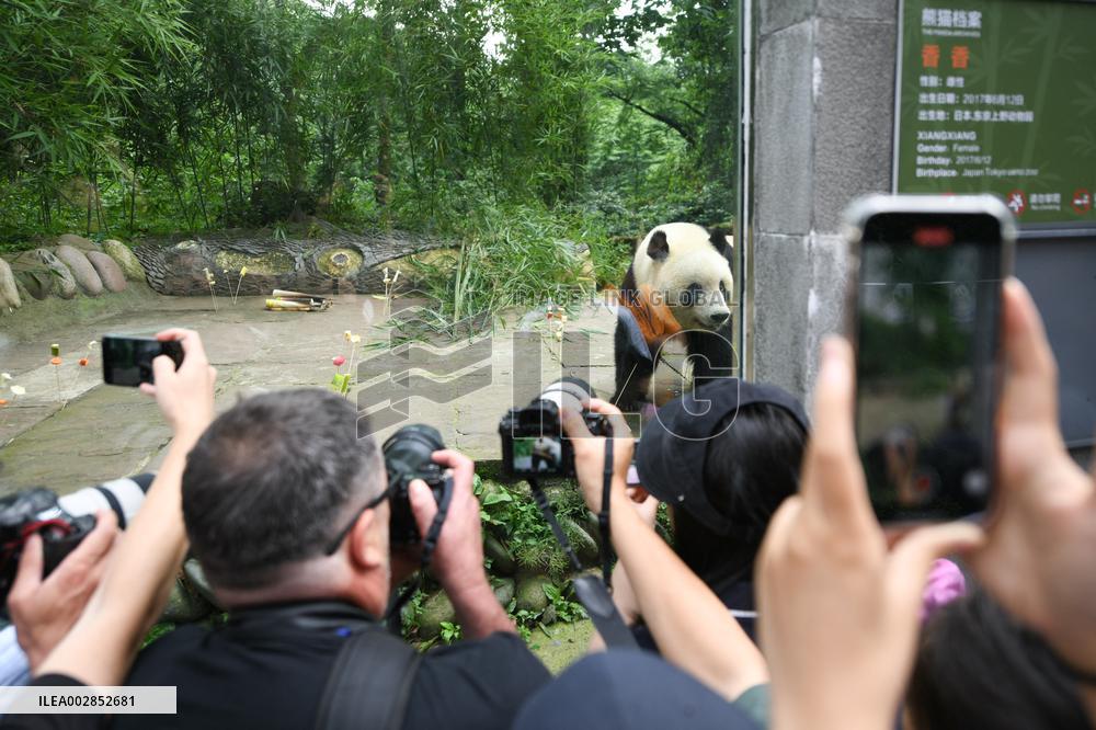 (SichuanMosaics)CHINA-SICHUAN-YA'AN-PANDA XIANG XIANG-7TH BIRTHDAY (CN)