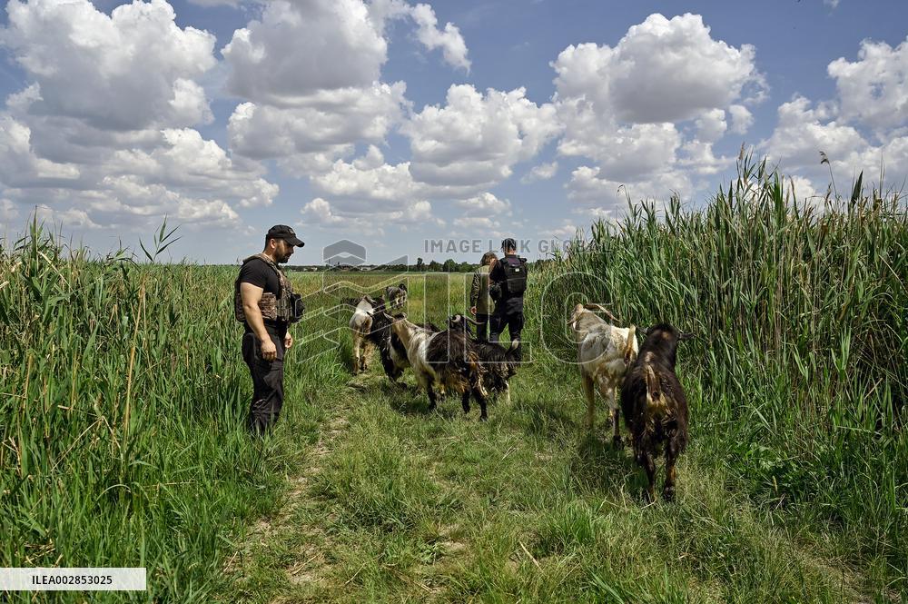 Pensioner cares for 50 goats in frontline Orikhiv
