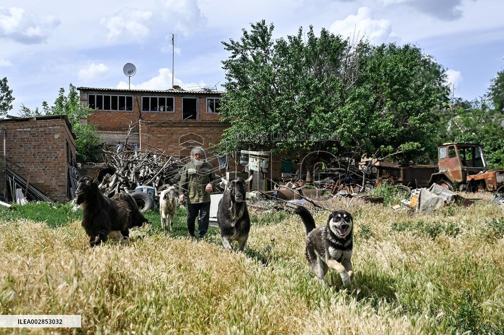 Pensioner cares for 50 goats in frontline Orikhiv