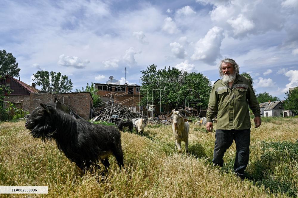 Pensioner cares for 50 goats in frontline Orikhiv