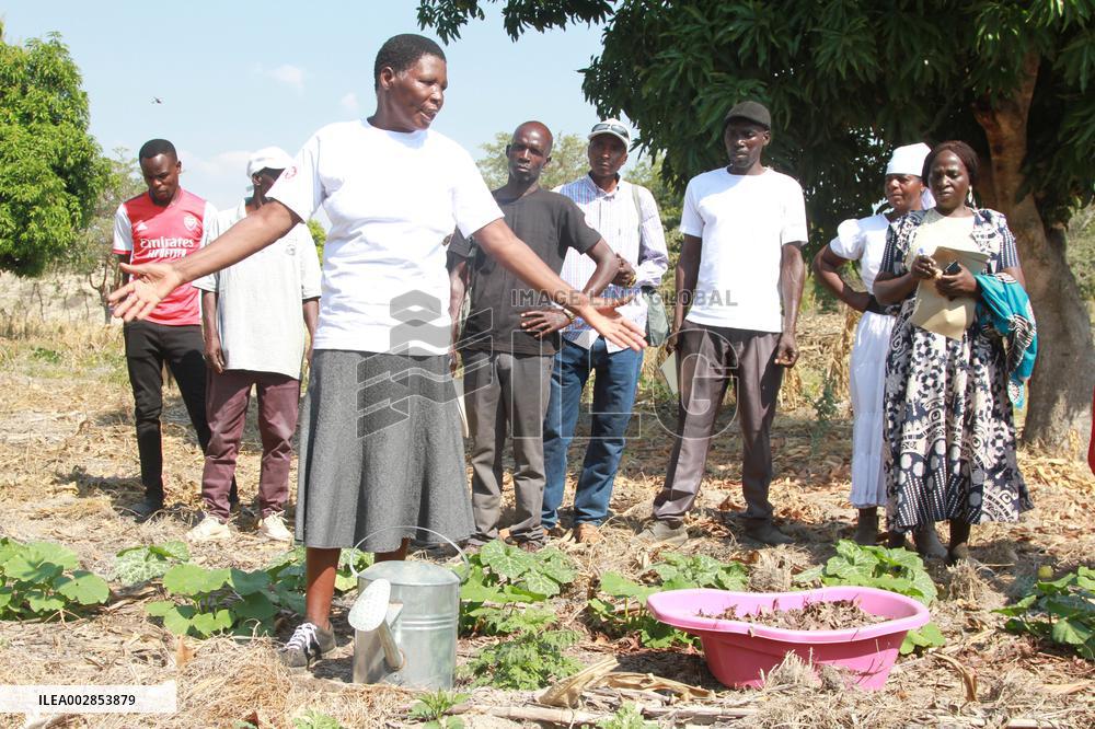 ZIMBABWE-MUTOKO-CLIMATE-SMART FARMING