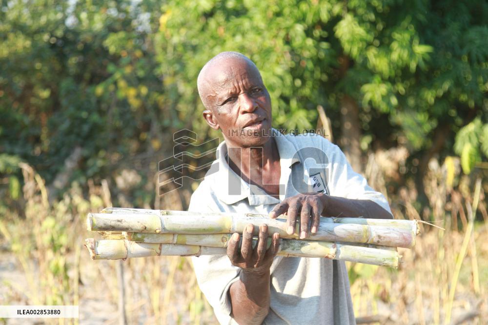 ZIMBABWE-MUTOKO-CLIMATE-SMART FARMING