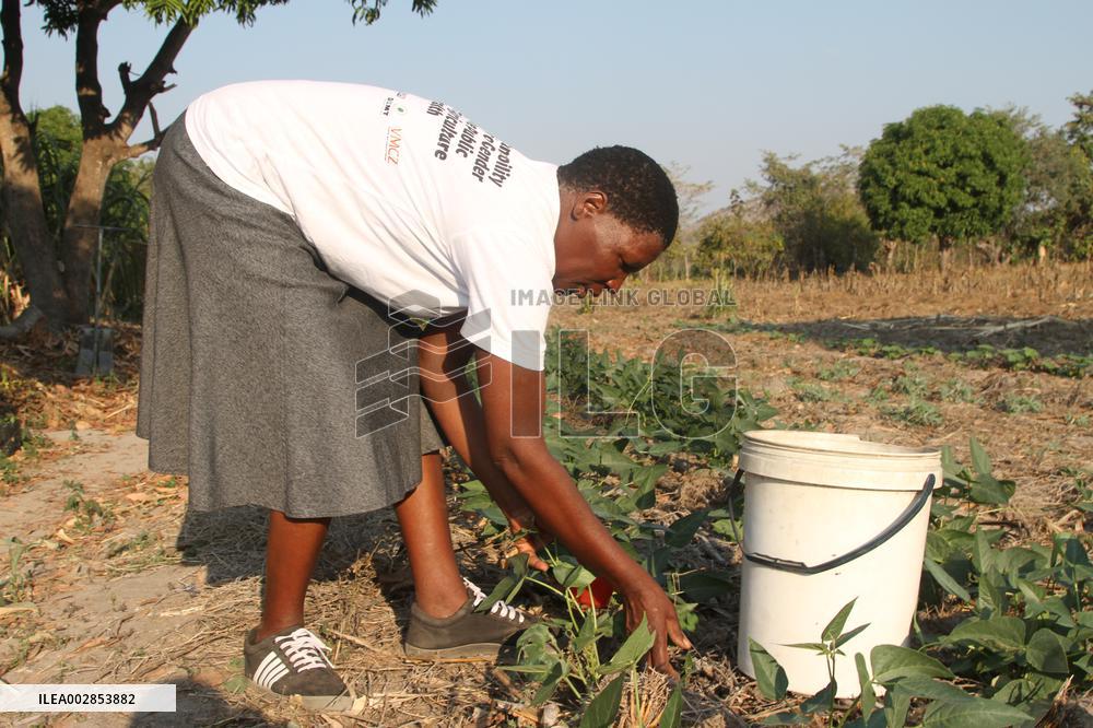 ZIMBABWE-MUTOKO-CLIMATE-SMART FARMING