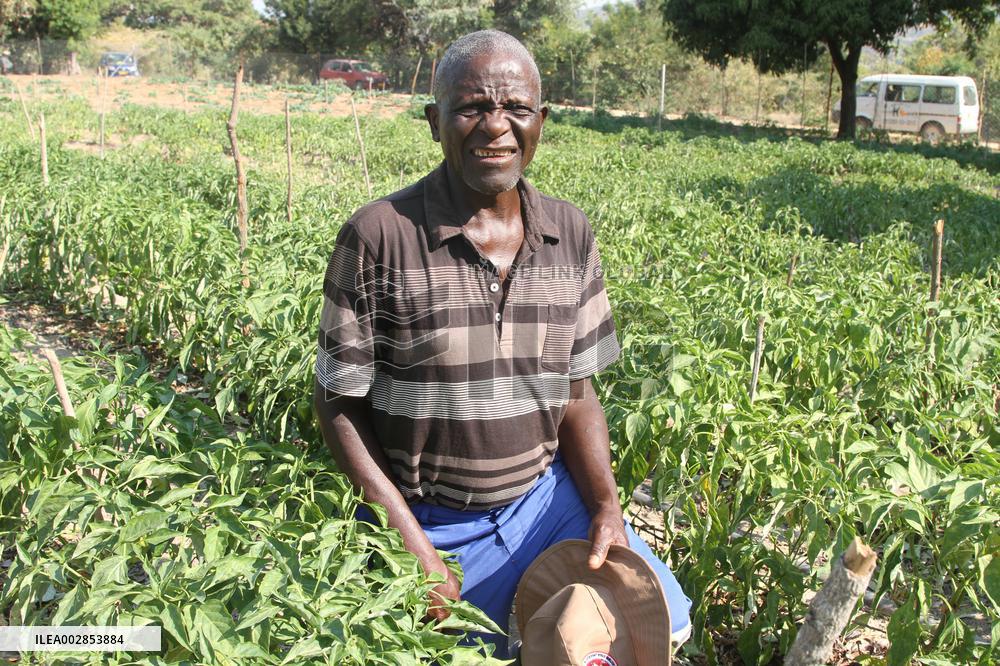 ZIMBABWE-MUTOKO-CLIMATE-SMART FARMING