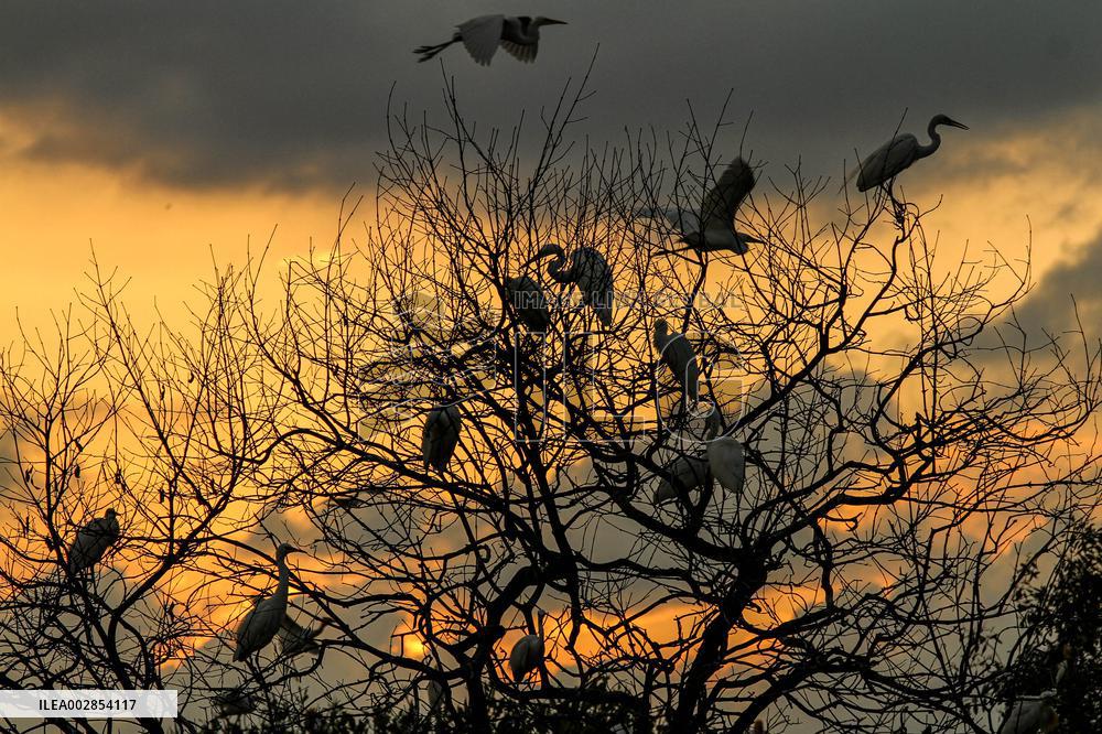 INDONESIA-LHOKSEUMAWE-EGRETS