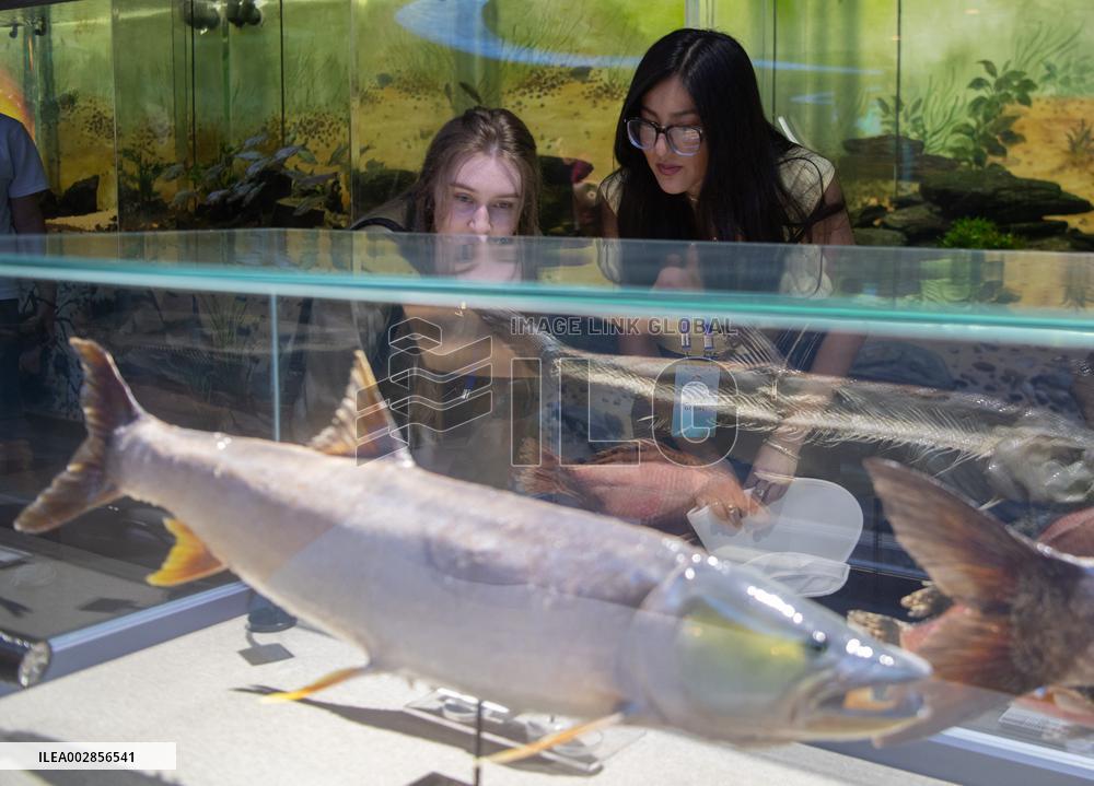 CHINA-HUBEI-YOUNG AMERICANS-CHINESE CULTURE-EXCHANGE TOUR (CN)