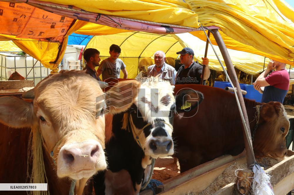 T?RKIYE-ANKARA-LIVESTOCK MARKET