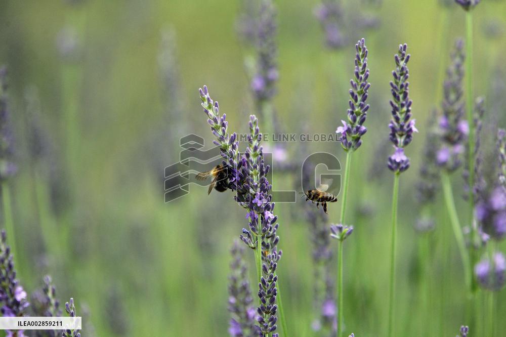 Lavender blossoms