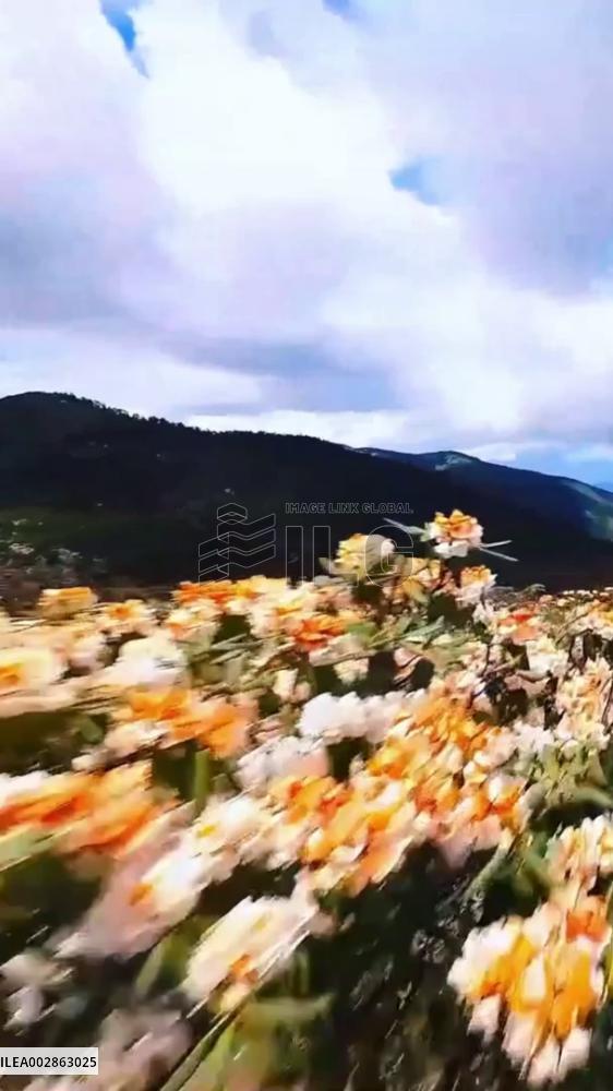 A "sea" of big tree rhododendrons in China's Yunnan