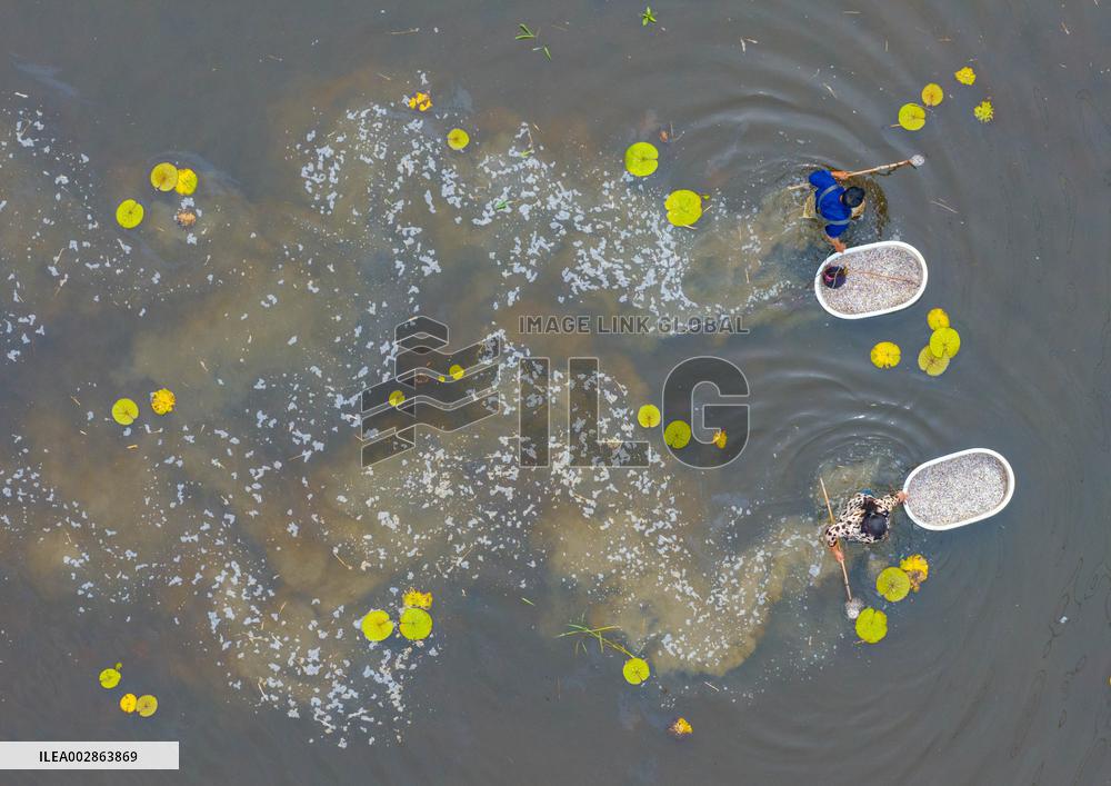 Farmers Transplant Rice Seedlings in A Field in Huai 'an