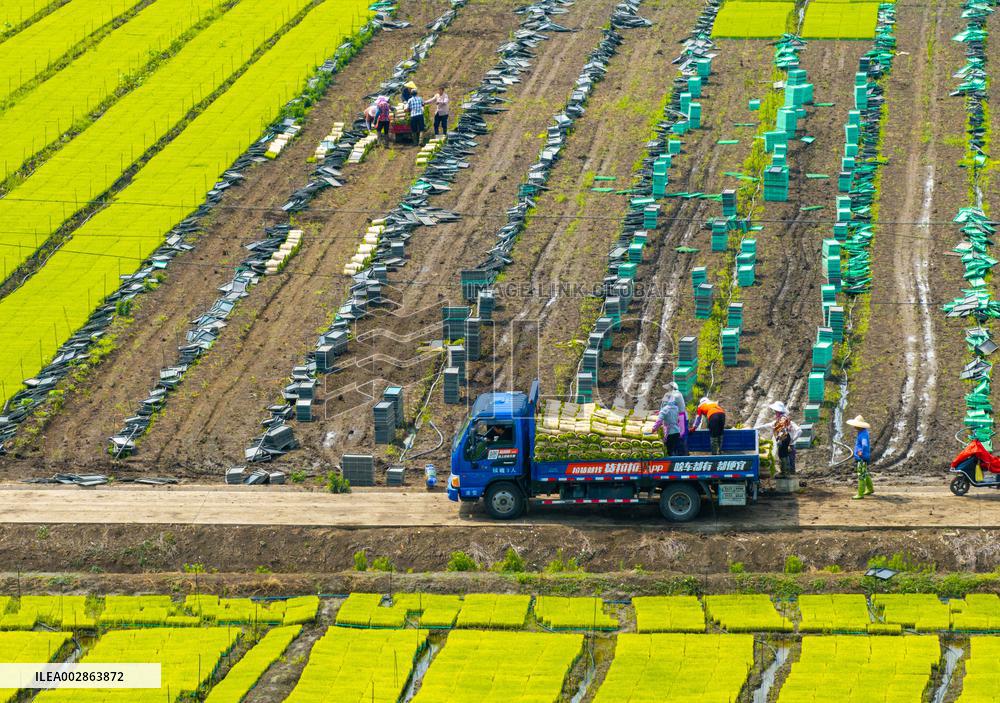 Farmers Transplant Rice Seedlings in A Field in Huai 'an