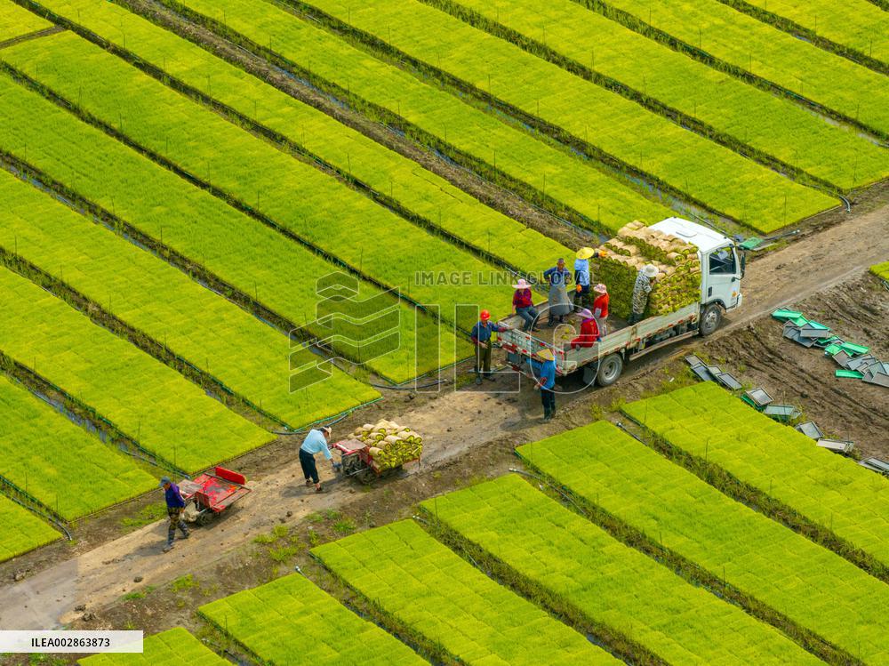 Farmers Transplant Rice Seedlings in A Field in Huai 'an