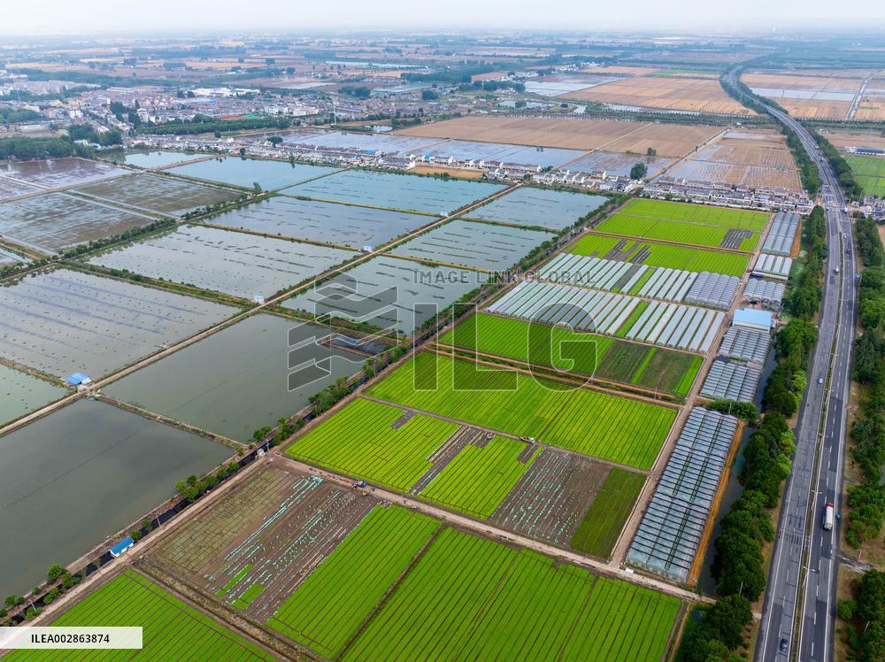 Farmers Transplant Rice Seedlings in A Field in Huai 'an