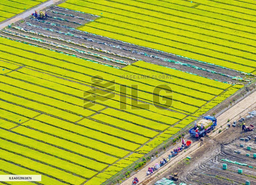 Farmers Transplant Rice Seedlings in A Field in Huai 'an