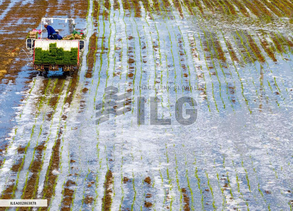Farmers Transplant Rice Seedlings in A Field in Huai 'an