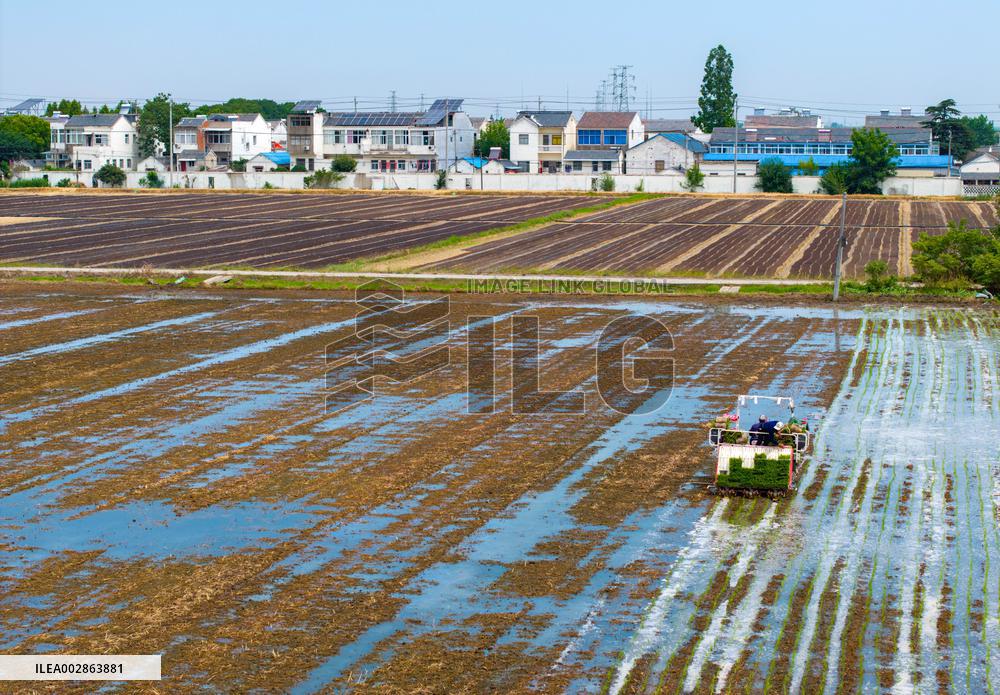 Farmers Transplant Rice Seedlings in A Field in Huai 'an