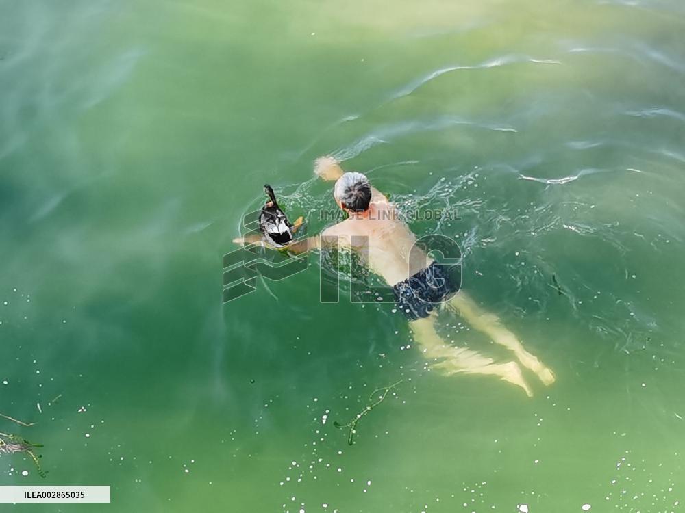 A Wild Duck Accompanied An Old Man Swimming