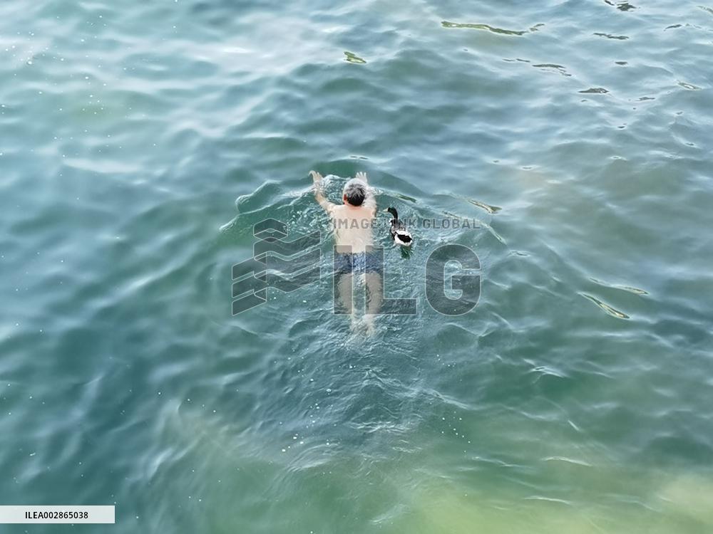 A Wild Duck Accompanied An Old Man Swimming