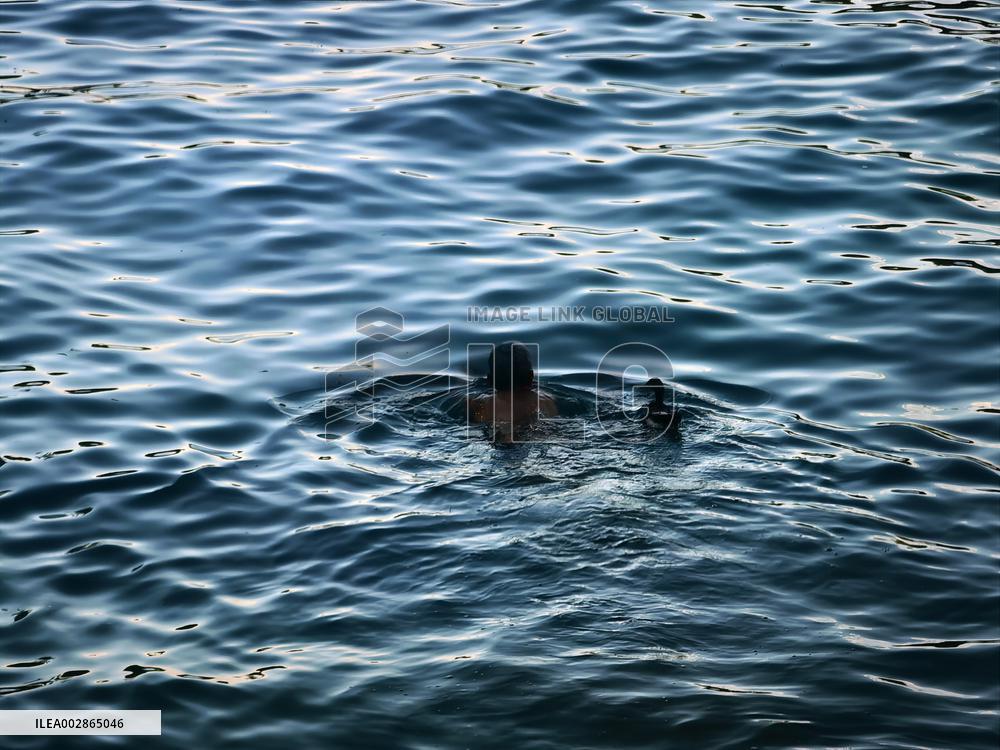 A Wild Duck Accompanied An Old Man Swimming