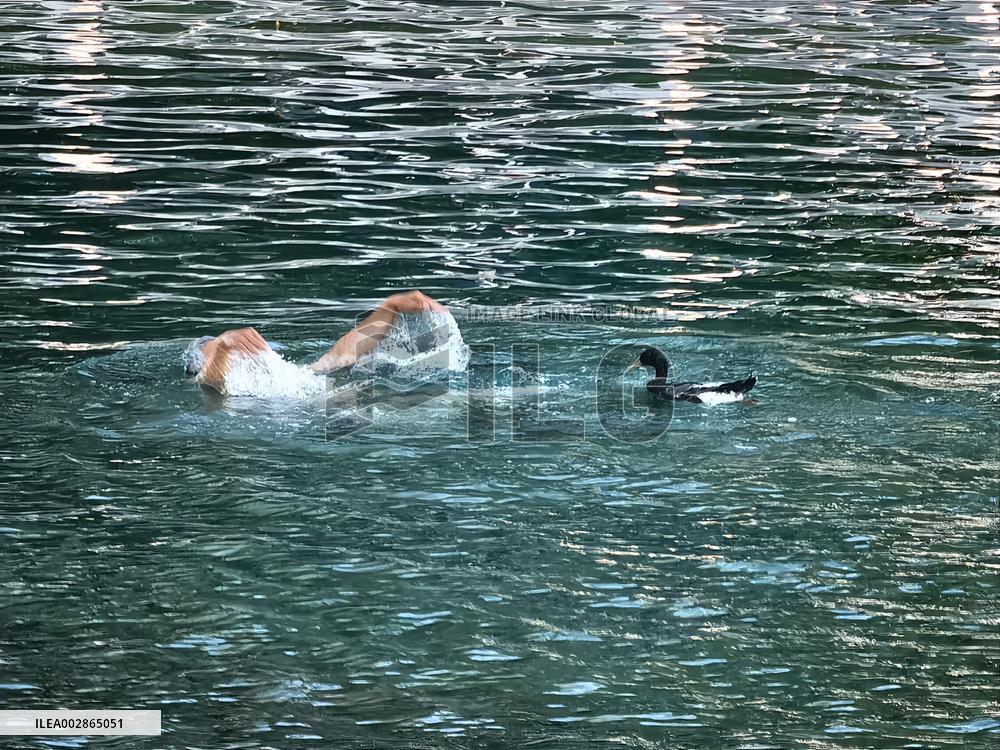 A Wild Duck Accompanied An Old Man Swimming