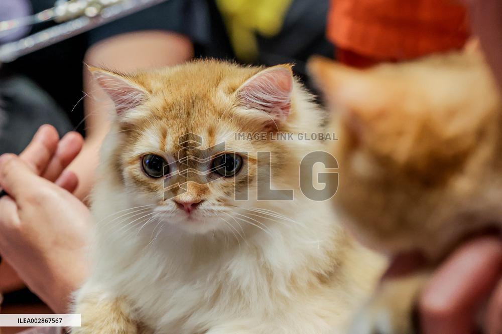 PHILIPPINES-MAKATI CITY-CAT SHOW