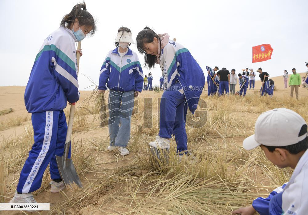 Xinhua Headlines: From surviving to thriving amidst sands, Chinese city fortifies "green Great Wall"