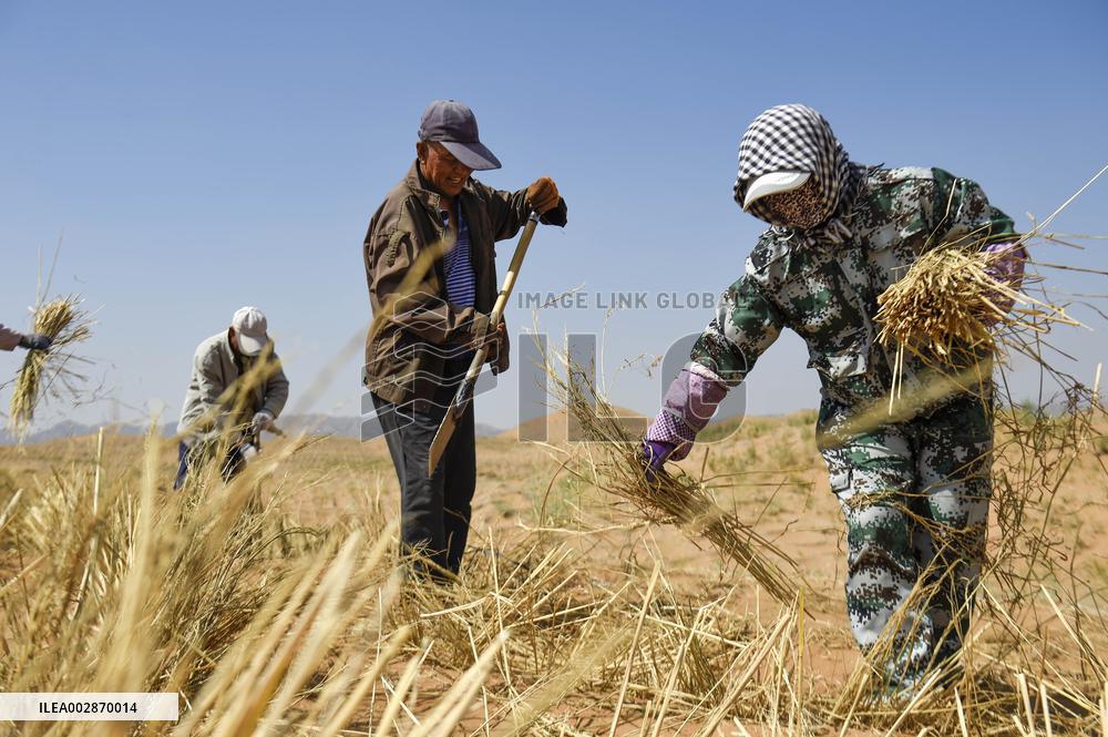 (VistaNingxia)CHINA-NINGXIA-ZHONGWEI-ENVIRONMENT-SAND CONTROL (CN)