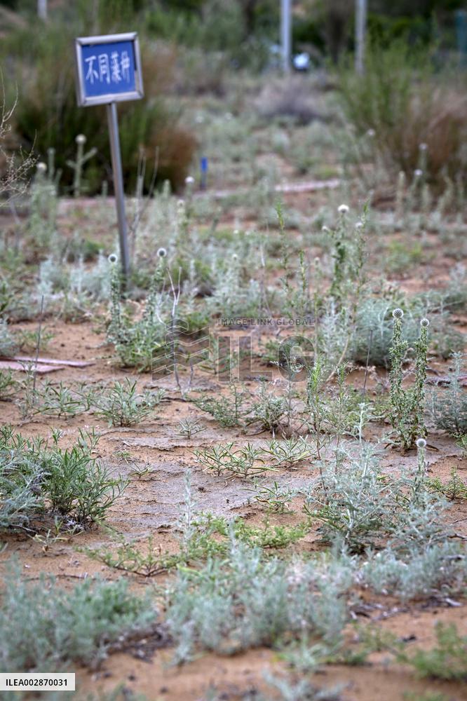 (VistaNingxia)CHINA-NINGXIA-ZHONGWEI-ENVIRONMENT-SAND CONTROL (CN)