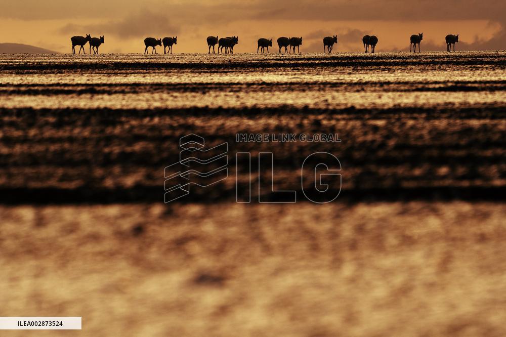 (InXizang)CHINA-XIZANG-PREGNANT TIBETAN ANTELOPE-RESCUE (CN)