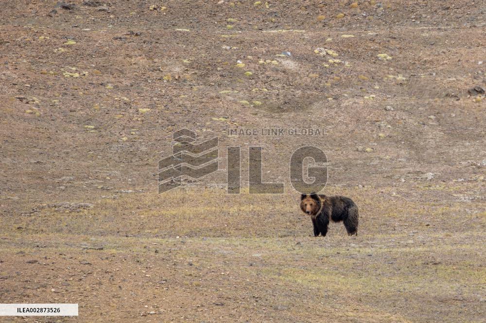 (InXizang)CHINA-XIZANG-PREGNANT TIBETAN ANTELOPE-RESCUE (CN)