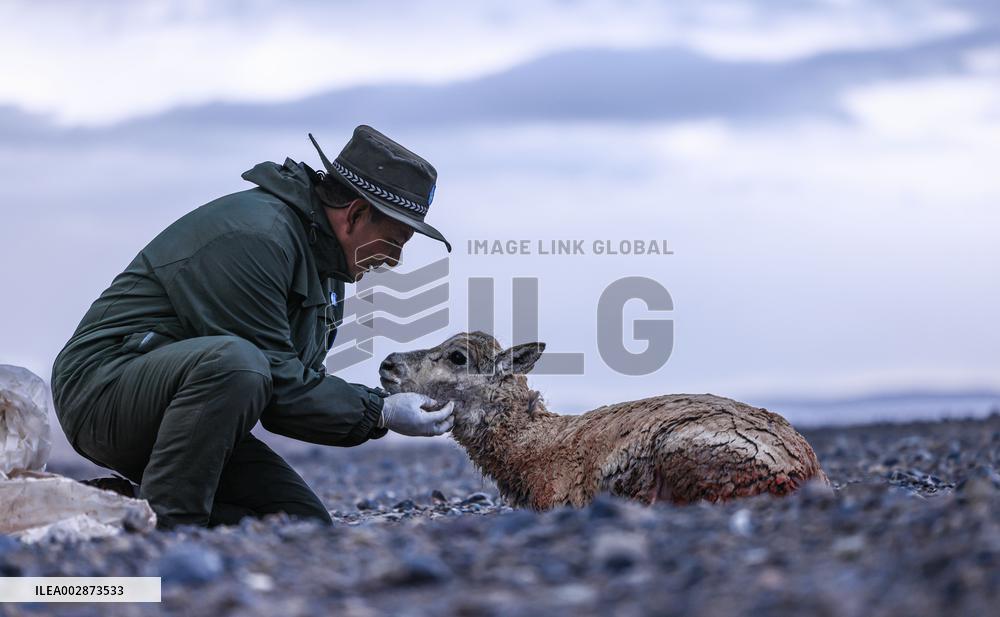 (InXizang)CHINA-XIZANG-PREGNANT TIBETAN ANTELOPE-RESCUE (CN)