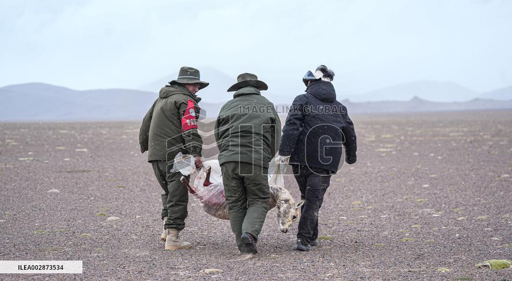 (InXizang)CHINA-XIZANG-PREGNANT TIBETAN ANTELOPE-RESCUE (CN)