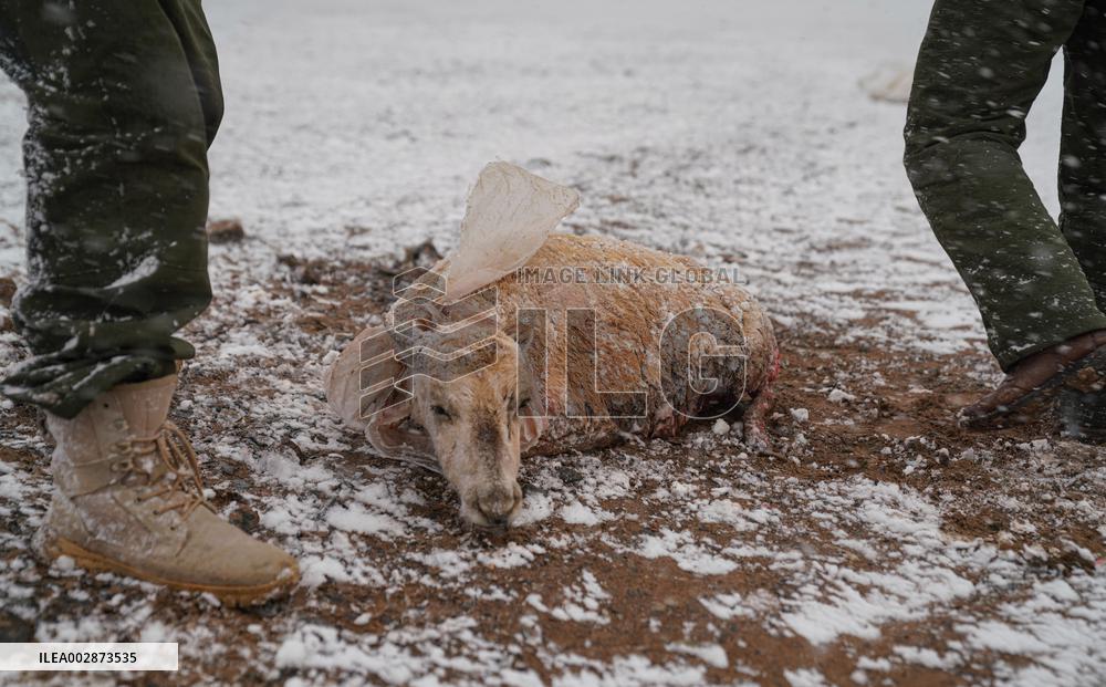 (InXizang)CHINA-XIZANG-PREGNANT TIBETAN ANTELOPE-RESCUE (CN)