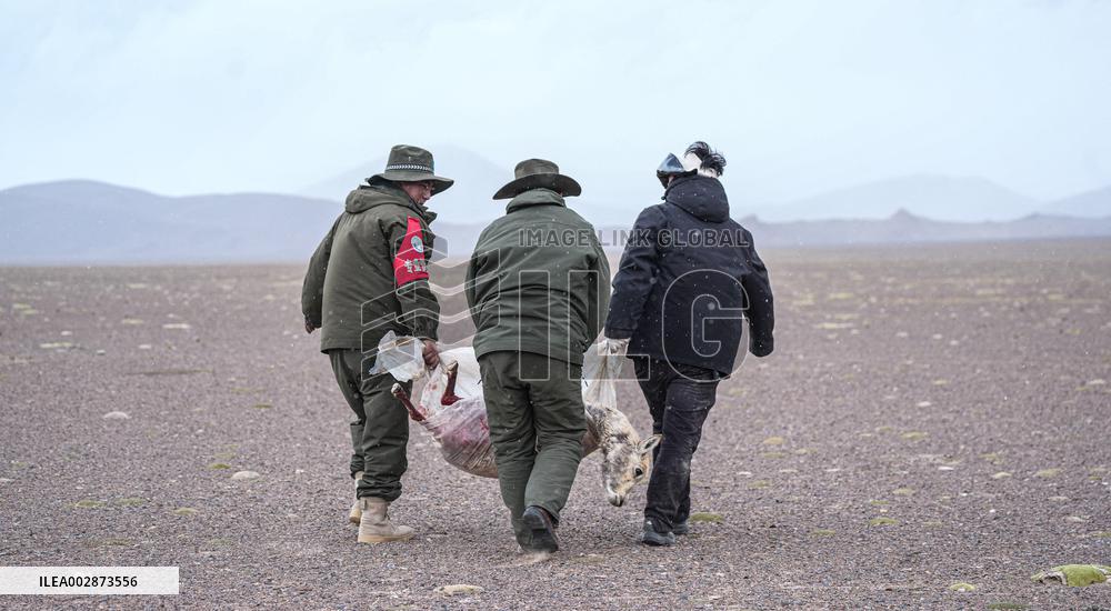 (InXizang)CHINA-XIZANG-PREGNANT TIBETAN ANTELOPE-RESCUE (CN)