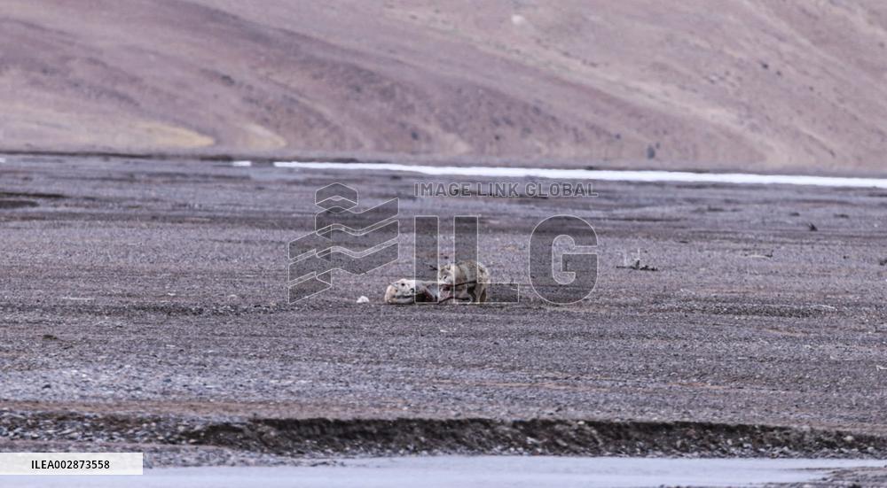 (InXizang)CHINA-XIZANG-PREGNANT TIBETAN ANTELOPE-RESCUE (CN)