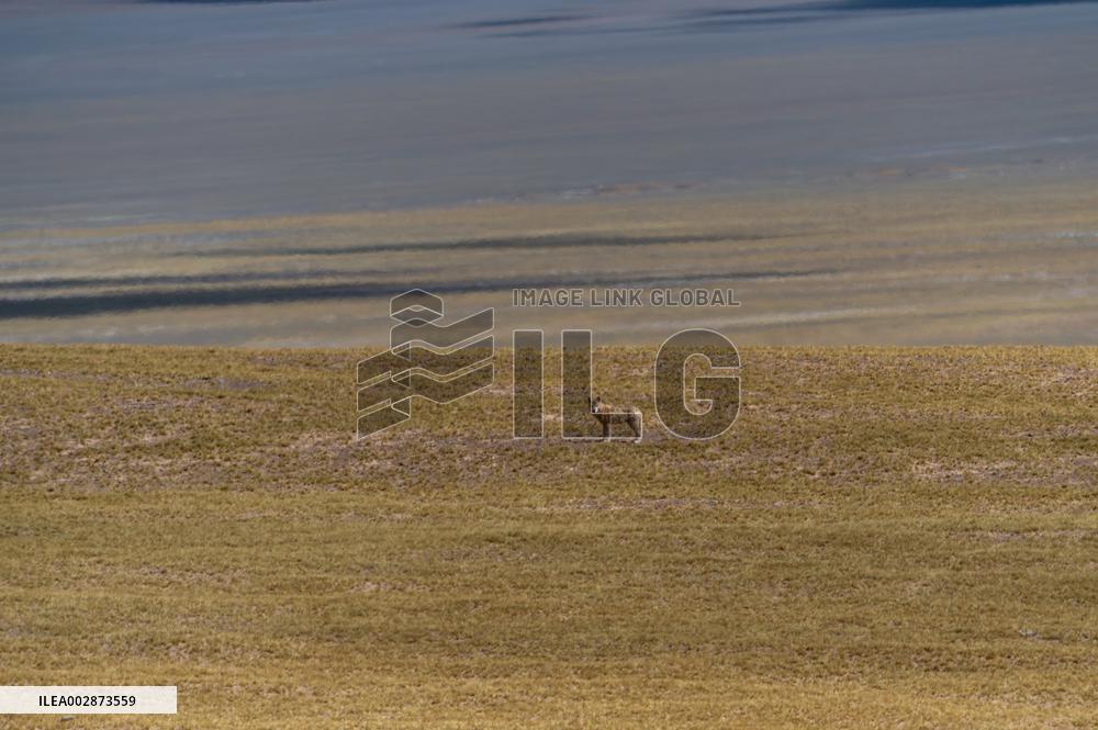 (InXizang)CHINA-XIZANG-PREGNANT TIBETAN ANTELOPE-RESCUE (CN)