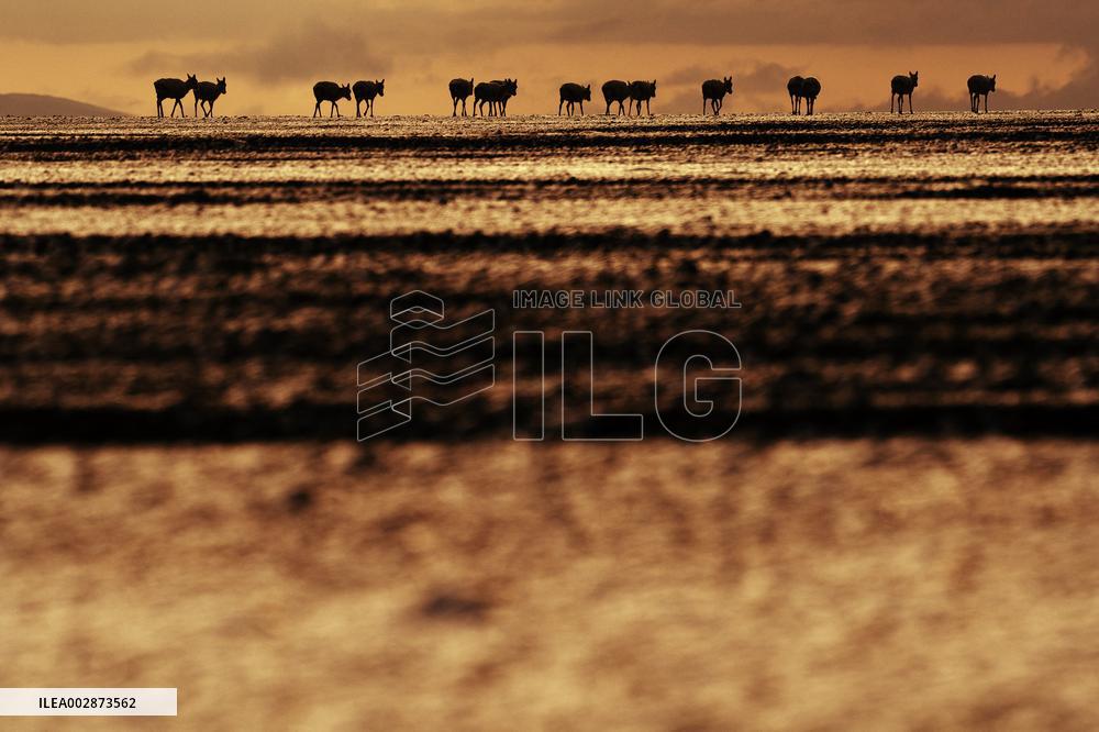 (InXizang)CHINA-XIZANG-PREGNANT TIBETAN ANTELOPE-RESCUE (CN)