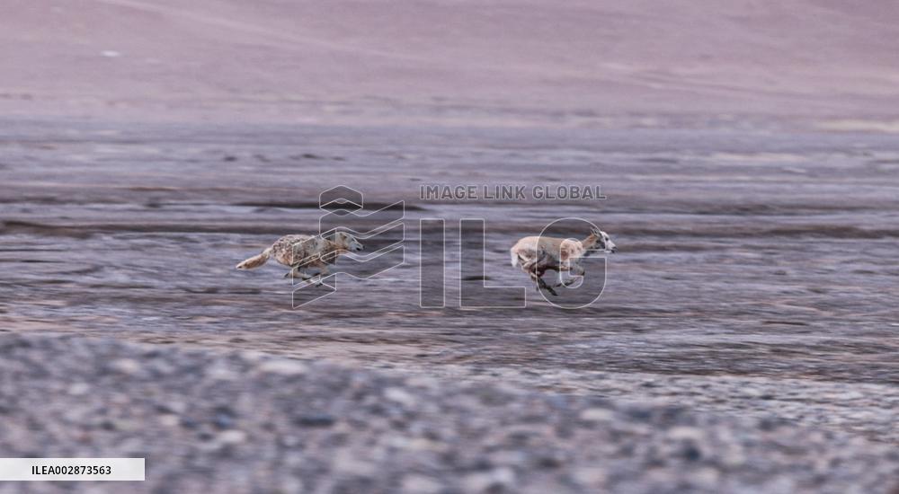 (InXizang)CHINA-XIZANG-PREGNANT TIBETAN ANTELOPE-RESCUE (CN)