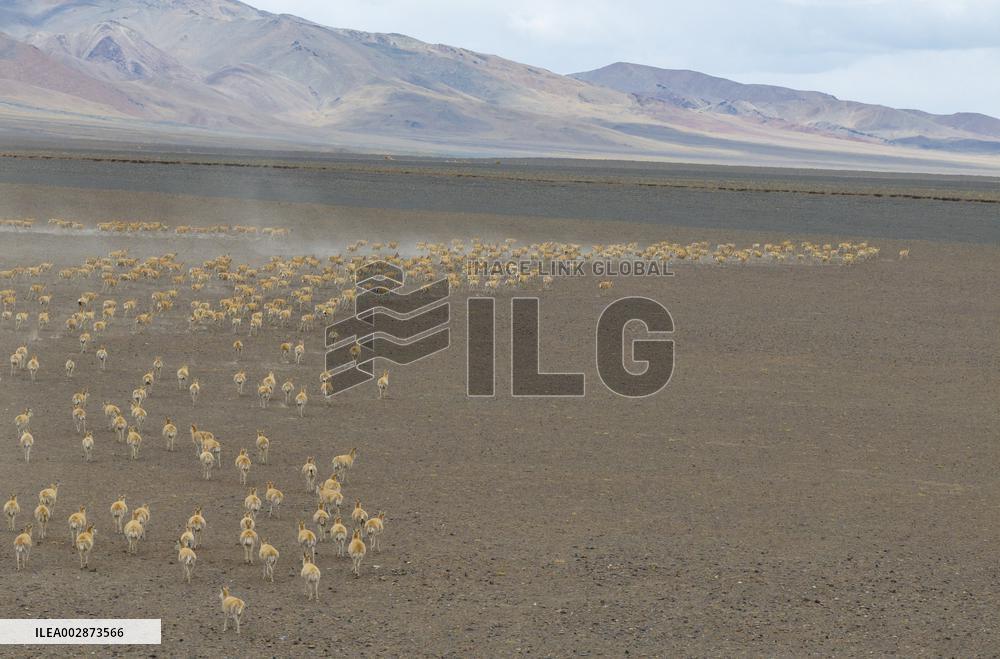(InXizang)CHINA-XIZANG-PREGNANT TIBETAN ANTELOPE-RESCUE (CN)