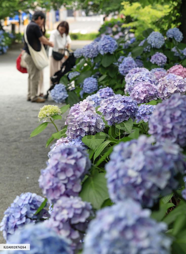 Hydrangeas bloom in southwestern Japan