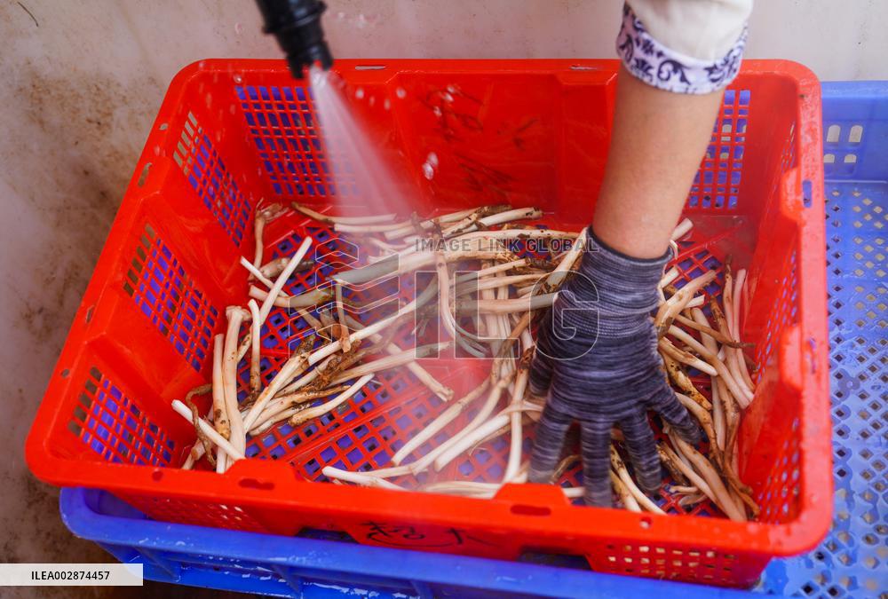 CHINA-YUNNAN-KUNMING-WILD MUSHROOM-MARKET (CN)